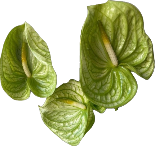 Anthurium