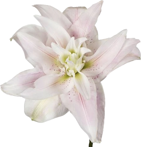 Double Oriental Lily