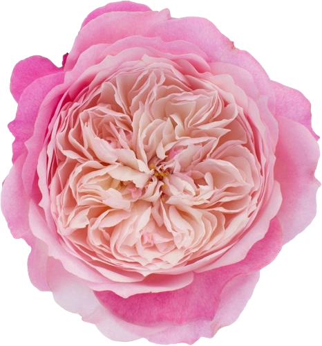 Garden Rose