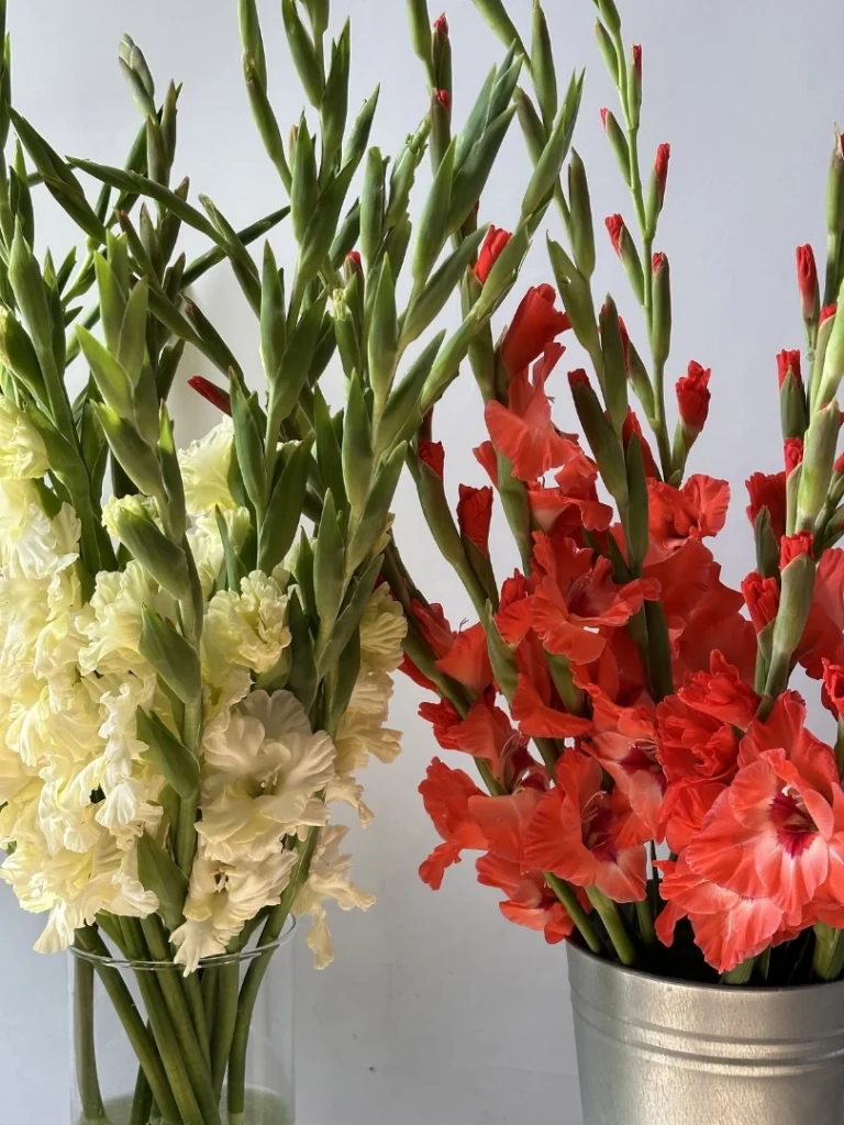 Gladiolus (1)