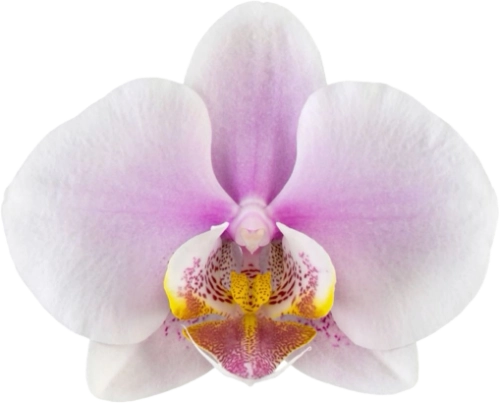 Moth Orchid