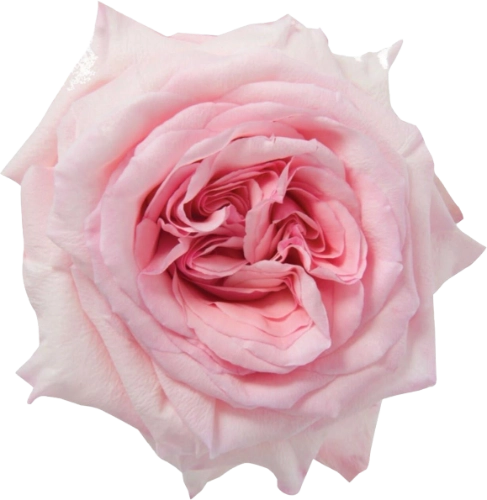 Pînk Rose