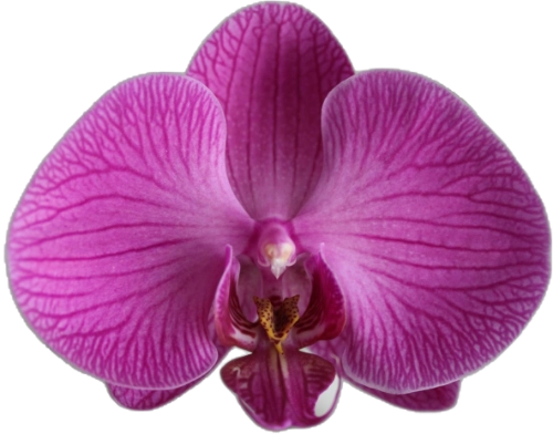 Violet Orchid