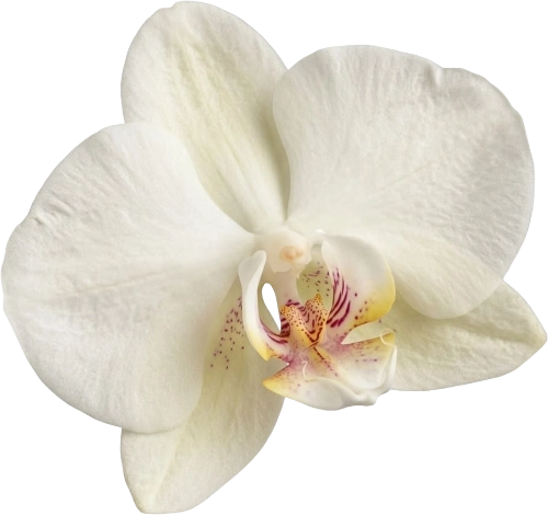 White Orchid