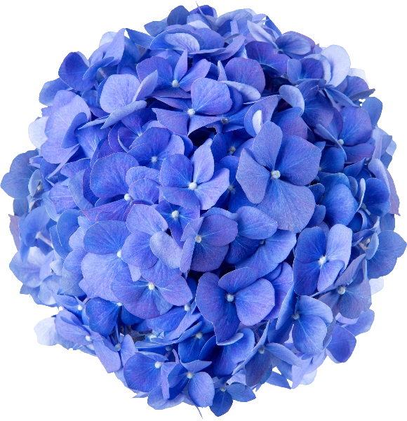 Blue Hydrangea