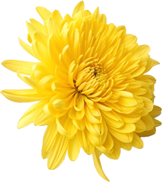Crisantemo Amarillo