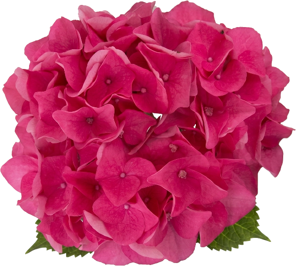 Fuscia Hydrangea