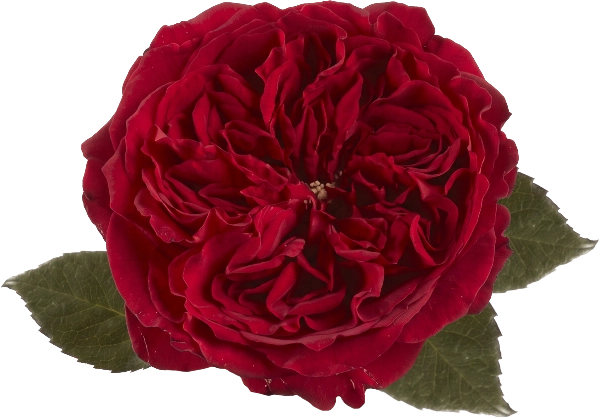 Garden Red Rose