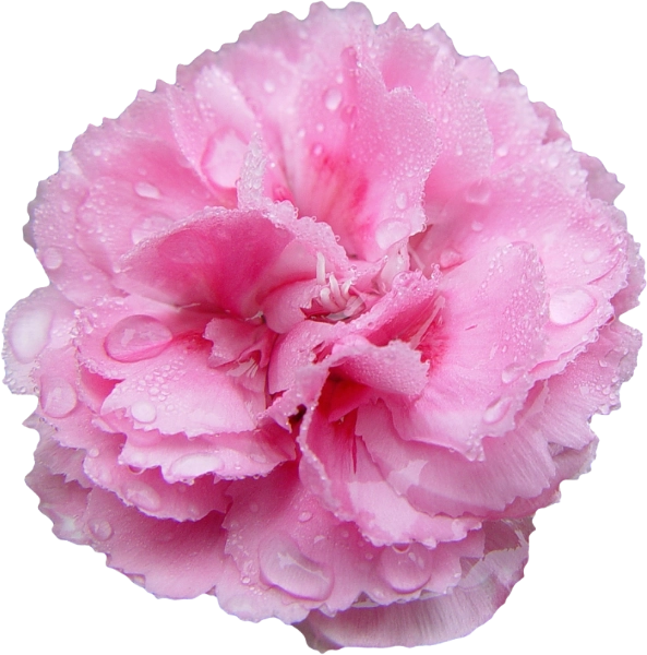 Pink Carnations