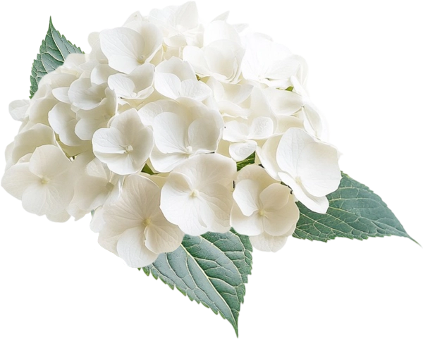 White Hydrangea