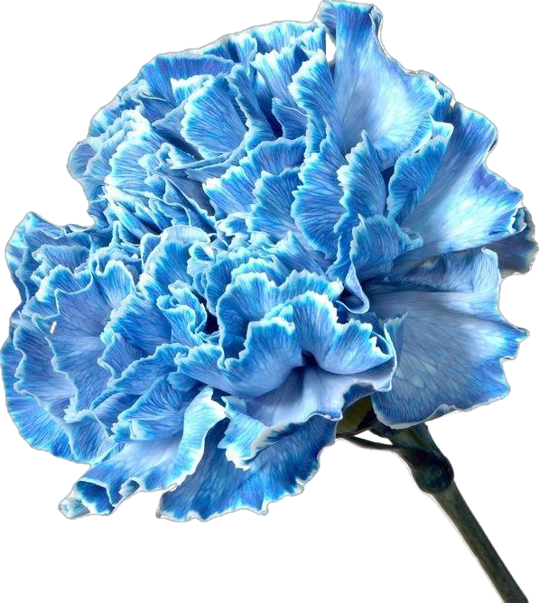 Blue carnation