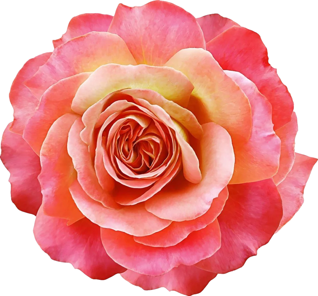 Coral Rose