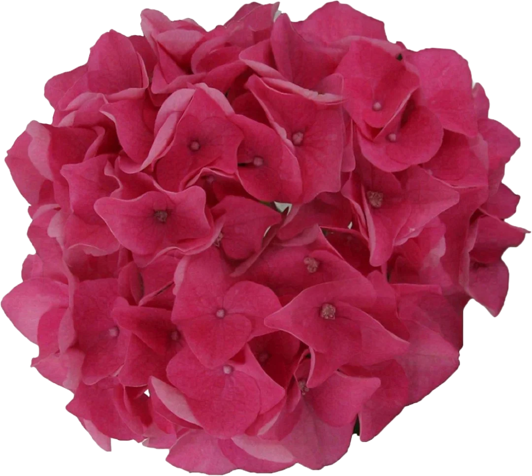 Fuchsia Carnation