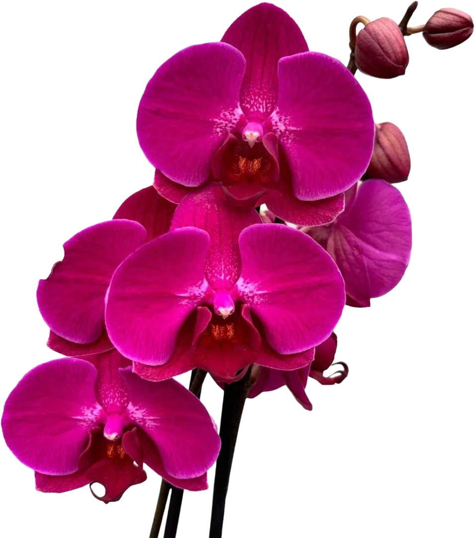 Fuchsia Orchid