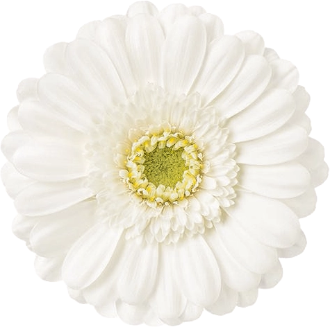 Gerbera