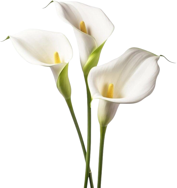 White Calla Lilly