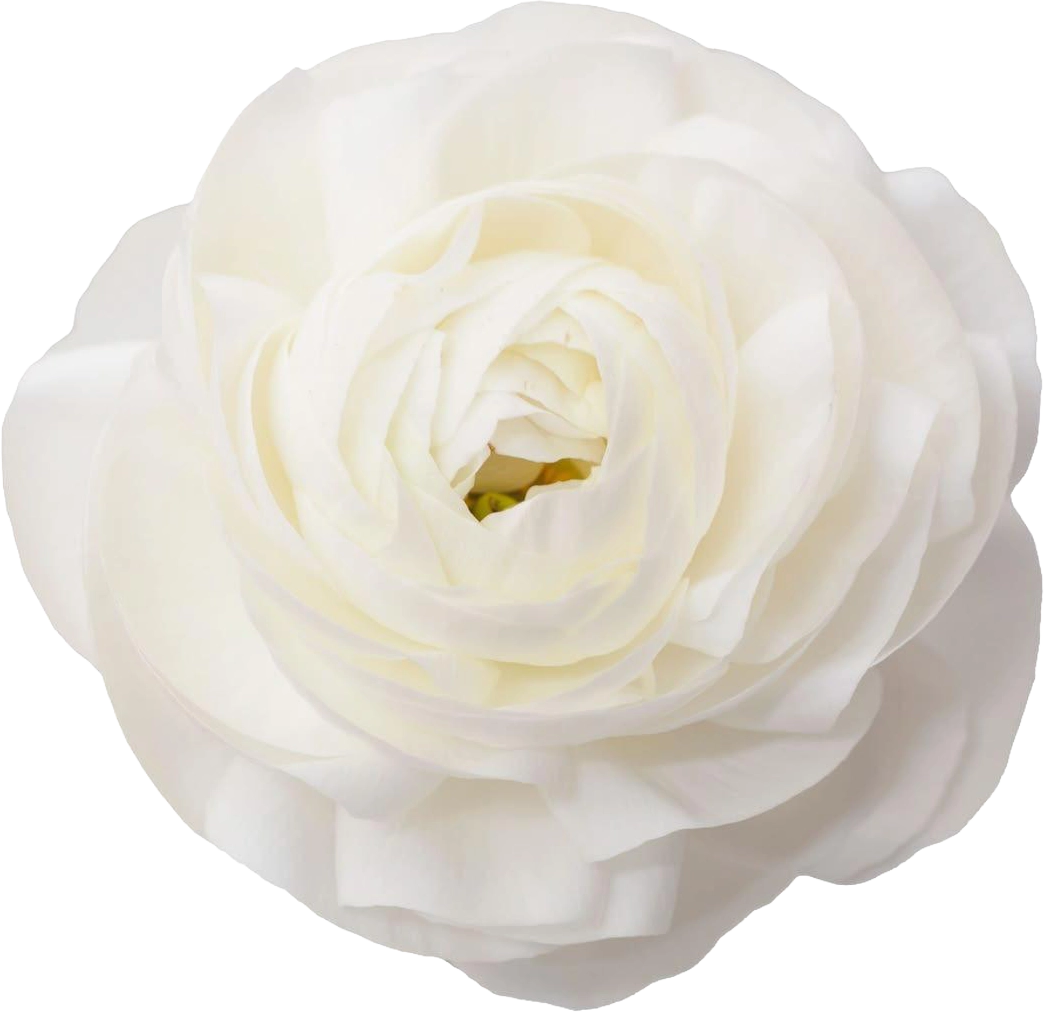 White Ranunculus