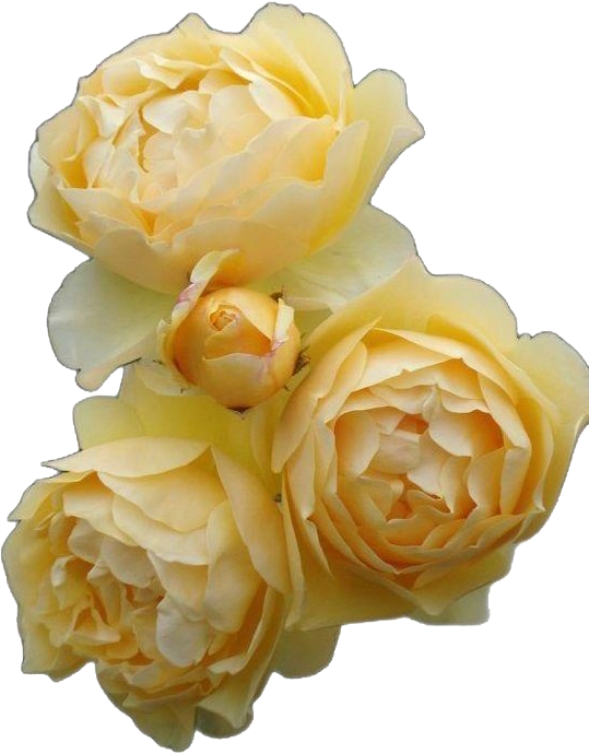Yellow Bush Rose
