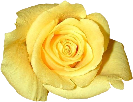 Yellow Rose
