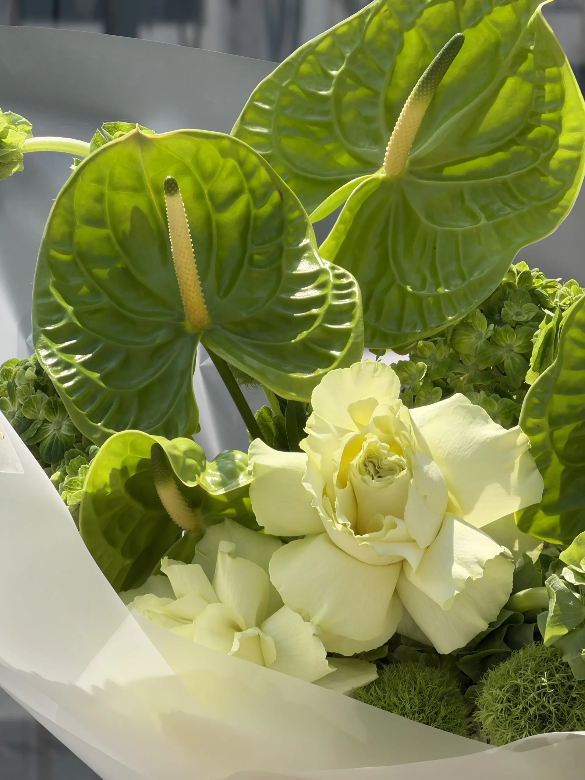 anthurium-garden-003-1.webp