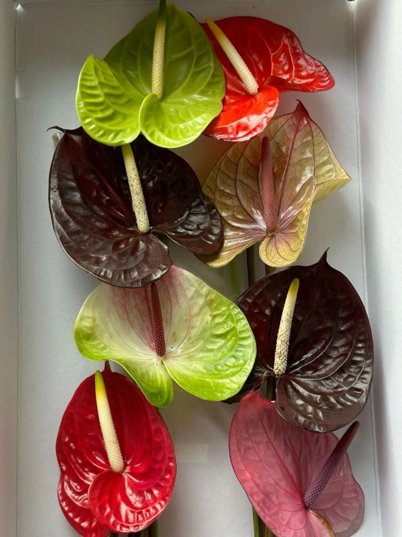 Anthurium mix box wholesale bunch