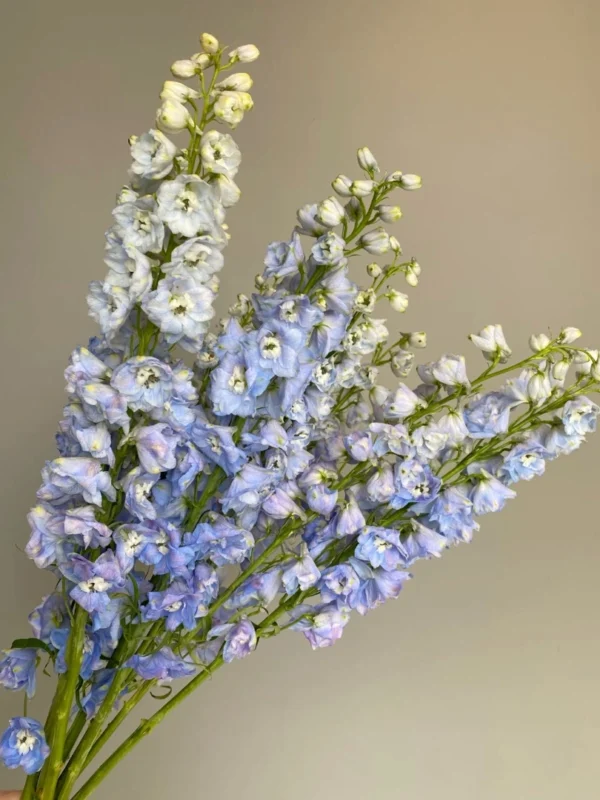blue-delphinium-wholesale-bunch-001