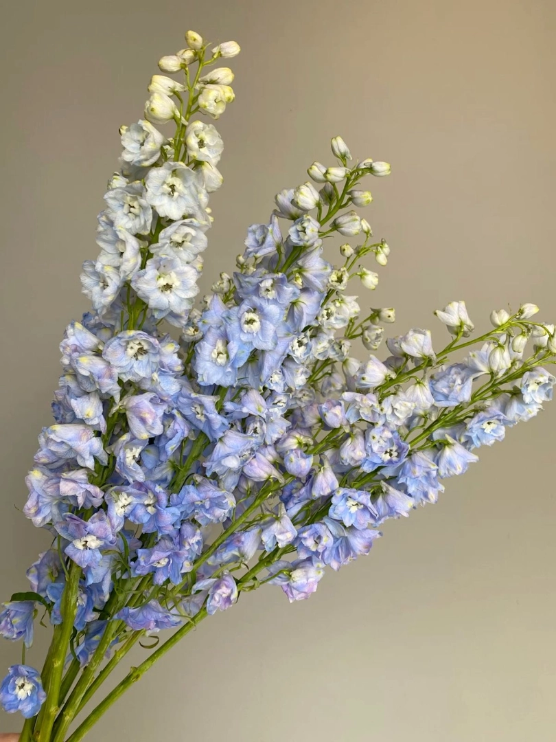 Blue delphinium wholesale bunch