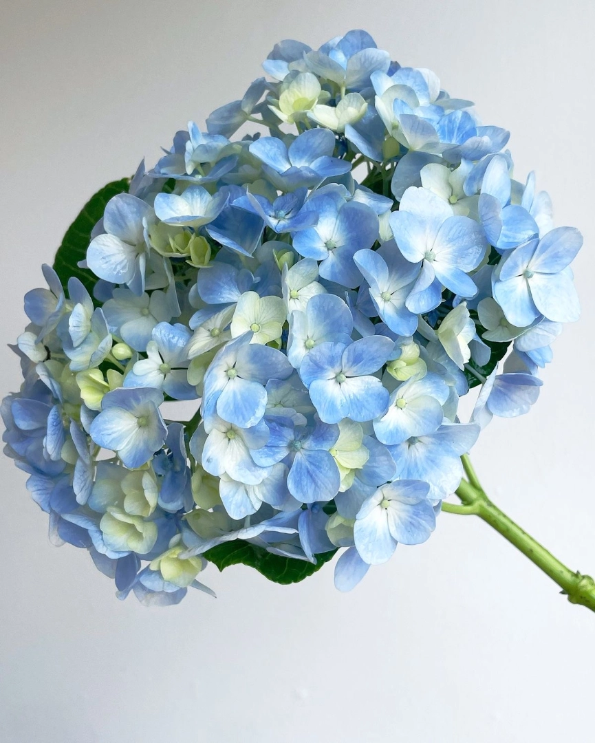 Blue hydrangea wholesale bunch
