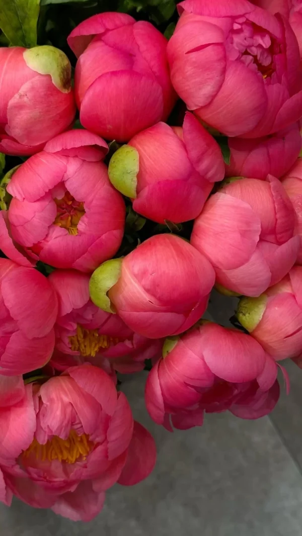 coral-peony-wholesale-bunch-001