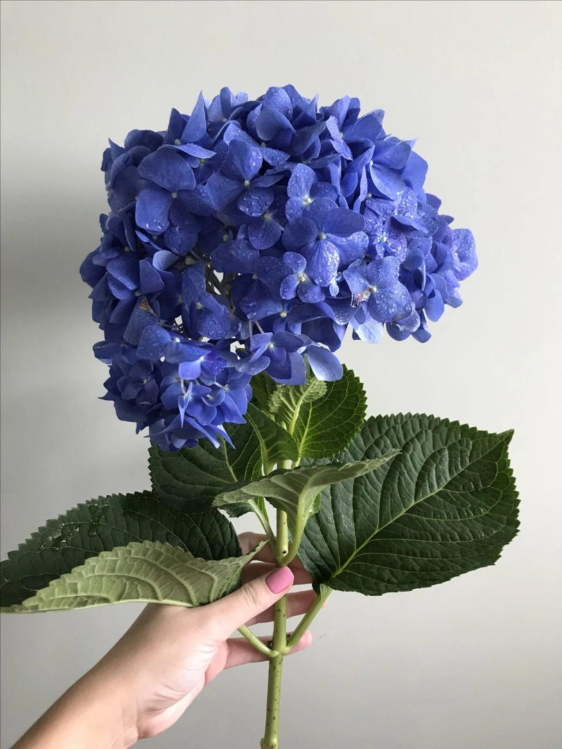 Dark blue hydrangea wholesale bunch
