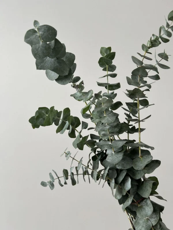 eucalyptus-wholesale-bunch-001