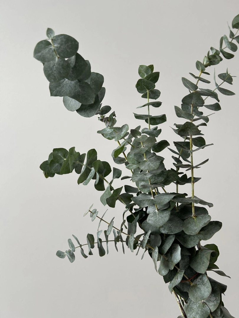 Eucalyptus wholesale bunch