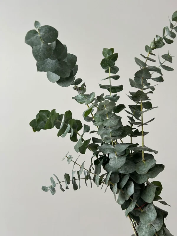 extra-green-001
