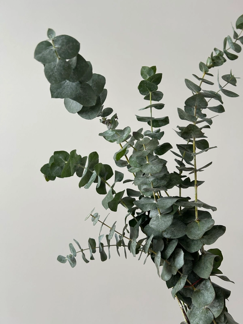 extra-green-001