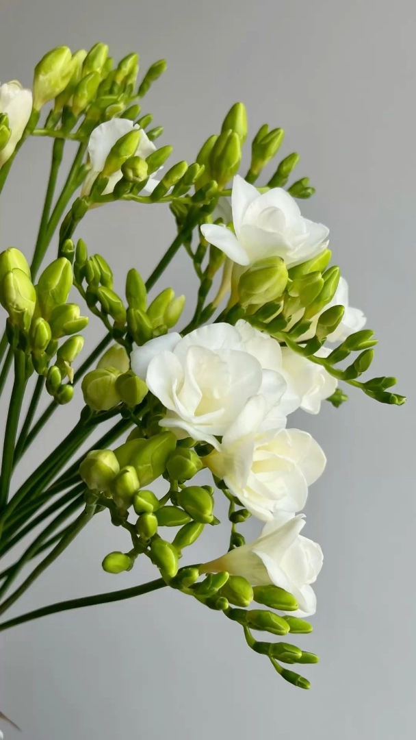 Freesia wholesale bunch