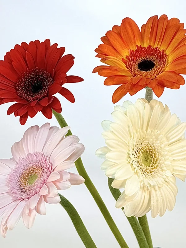 gerbera-mix-wholesale-bunch-001