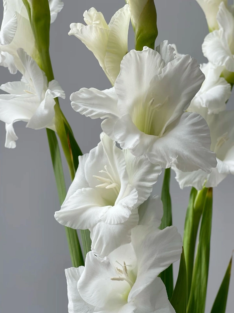 Gladiolus wholesale bunch