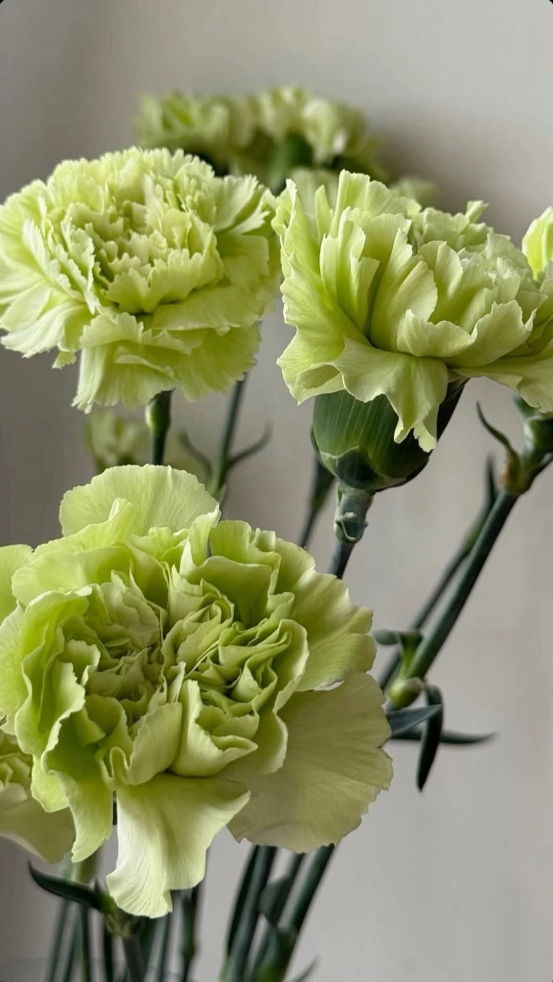 Green carnation wholesale bunch