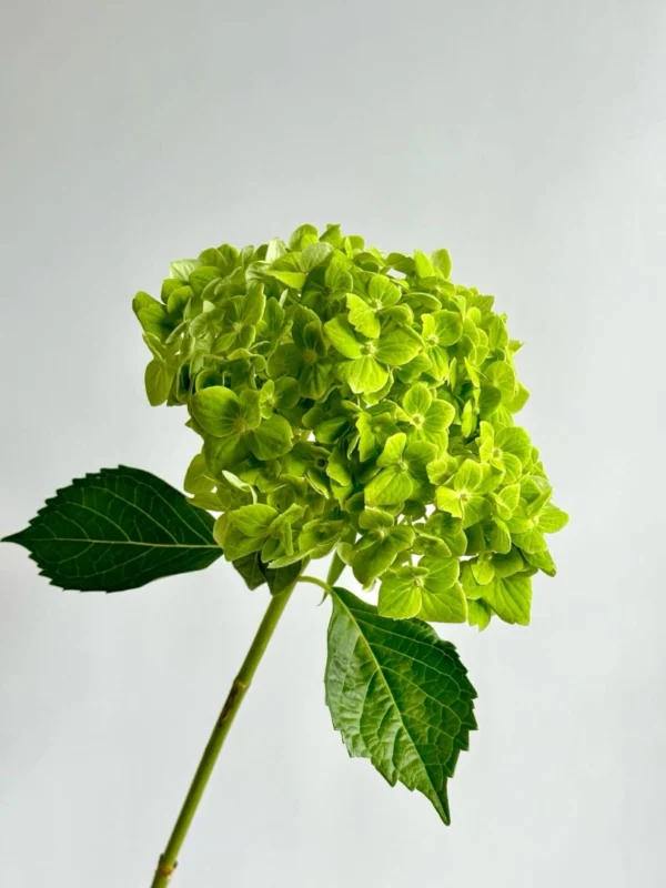 green-hydrangea-wholesale-bunch-001
