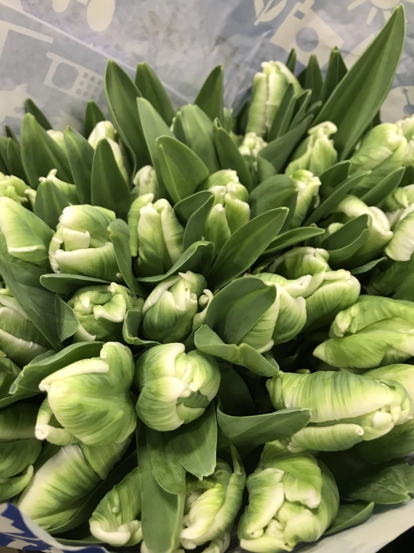 Green pink tulip wholesale bunch