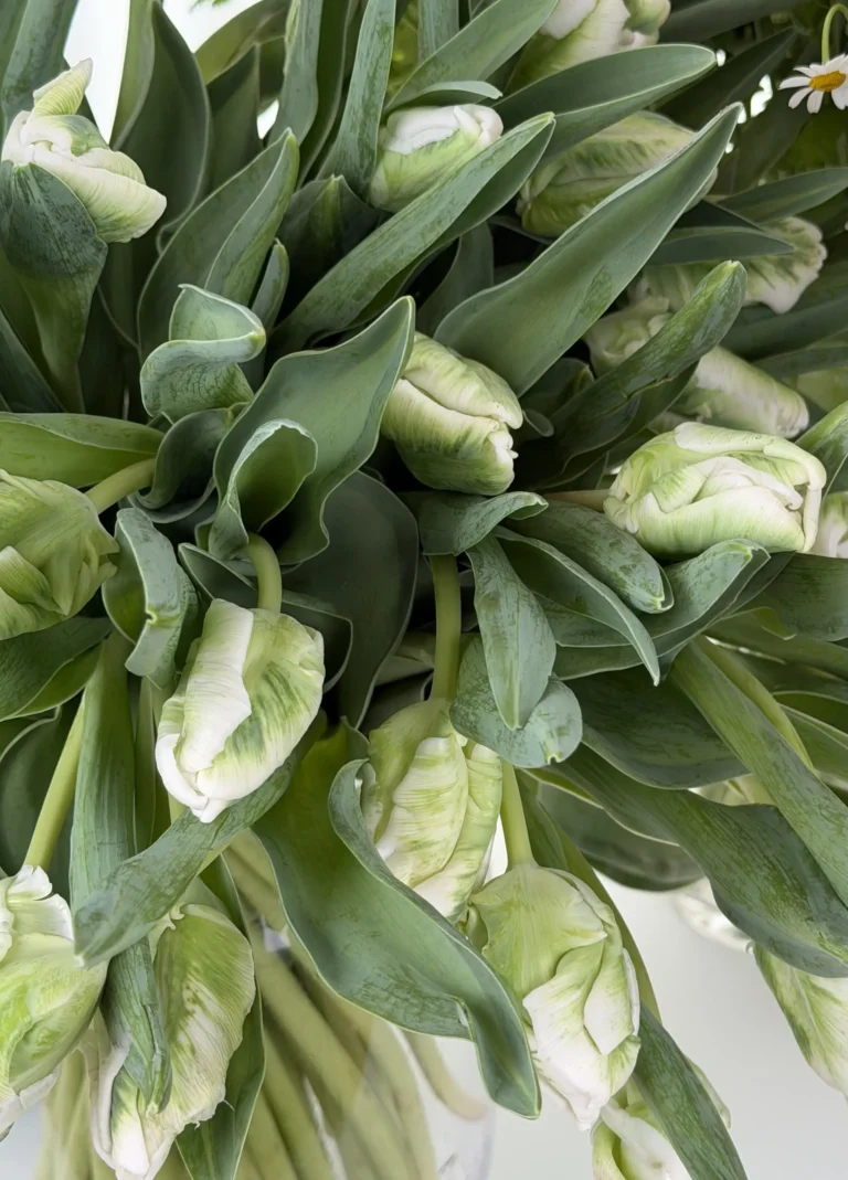 green-tulip-001-1.webp