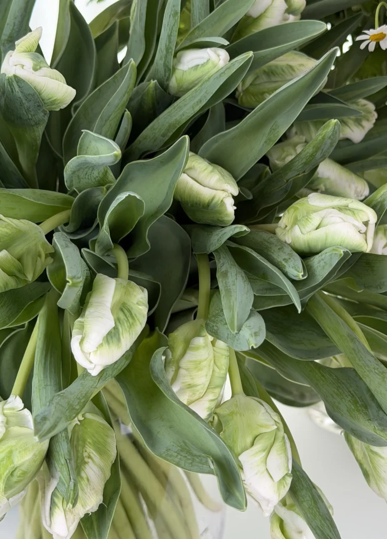 green-tulip-001-1.webp