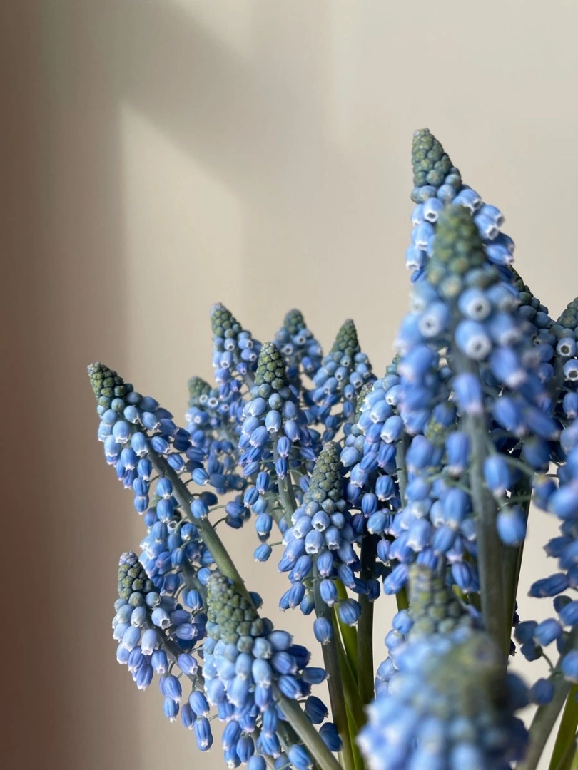 Muscari wholesale bunch