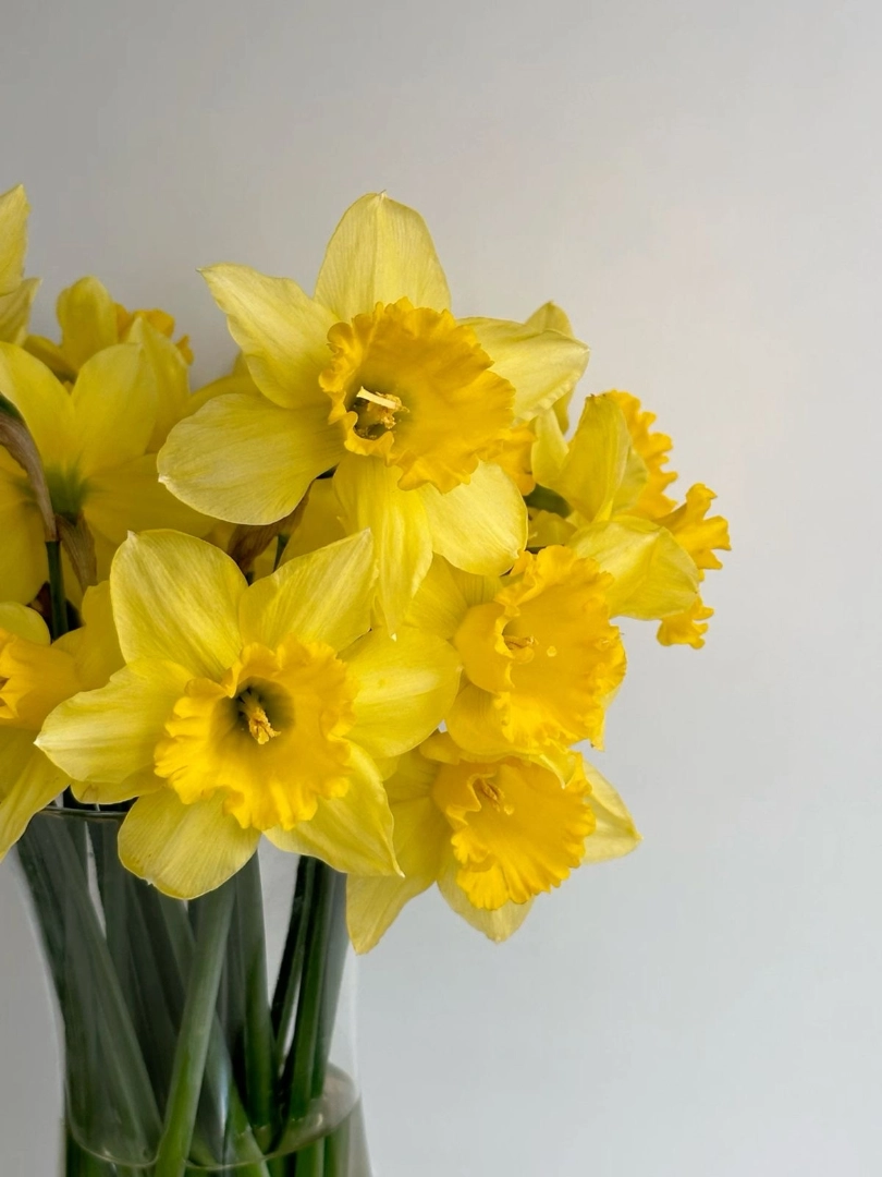 Narcissus wholesale bunch