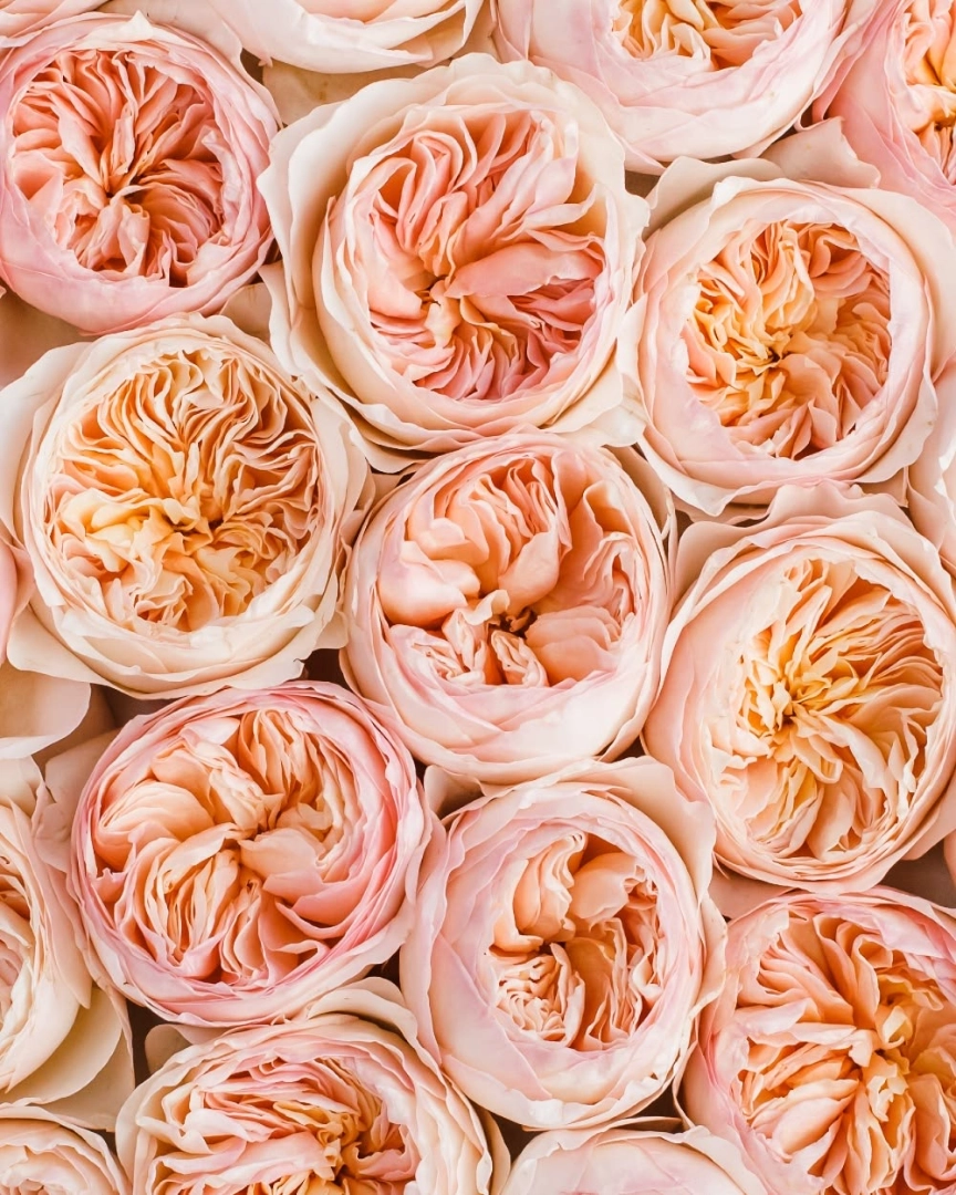 Orange garden rose wholesale bunch