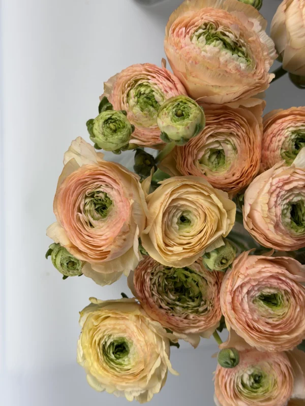 orange-ranunculus-wholesale-bunch-001-1.webp