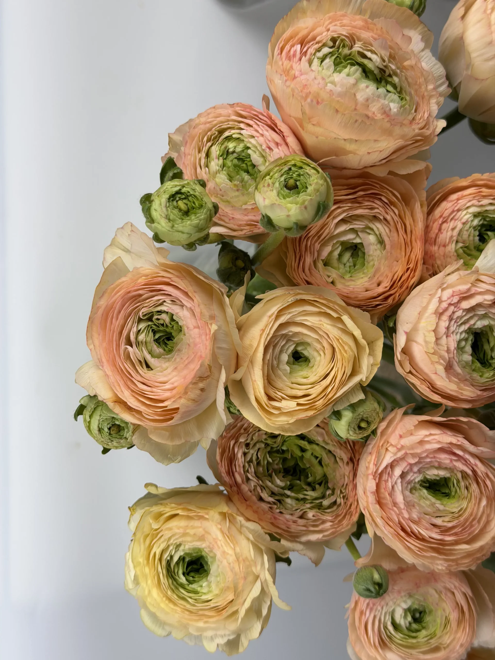 orange-ranunculus-wholesale-bunch-001-1.webp