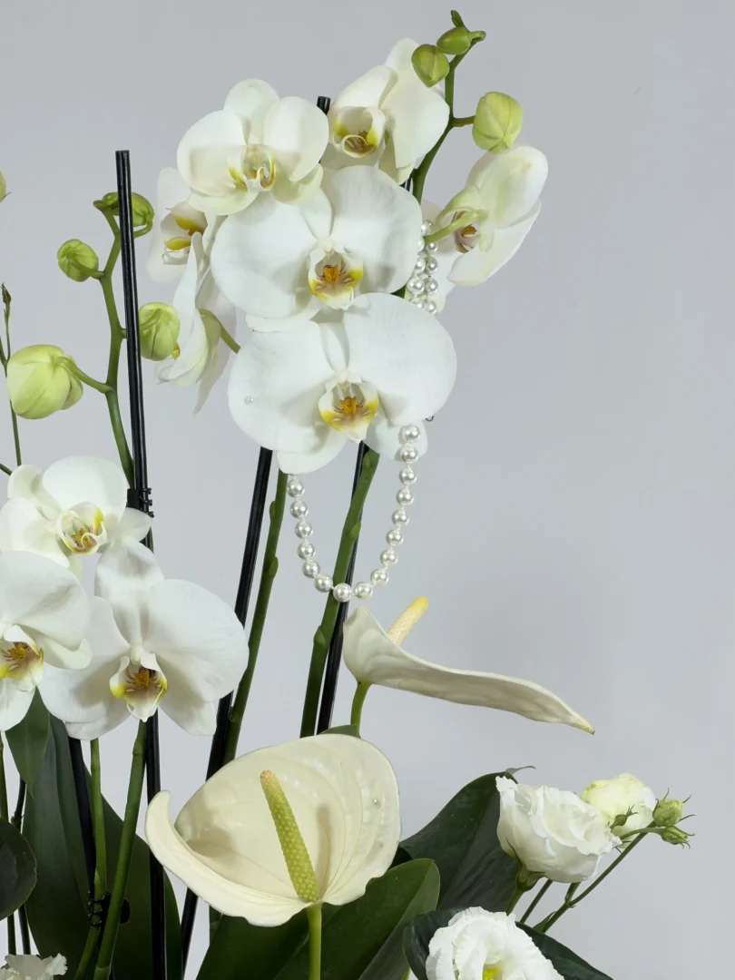 Orchid composition