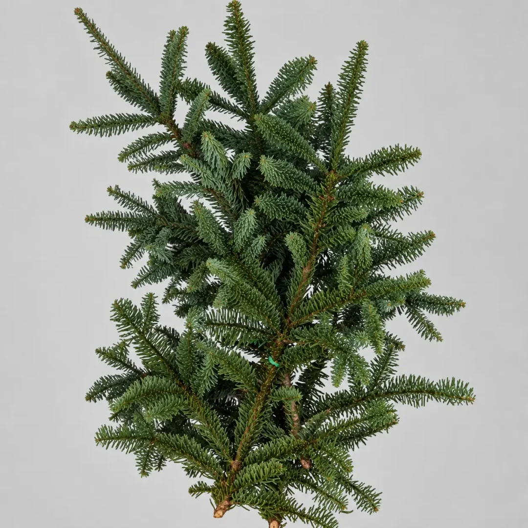 pine-wholesale-bunch-001