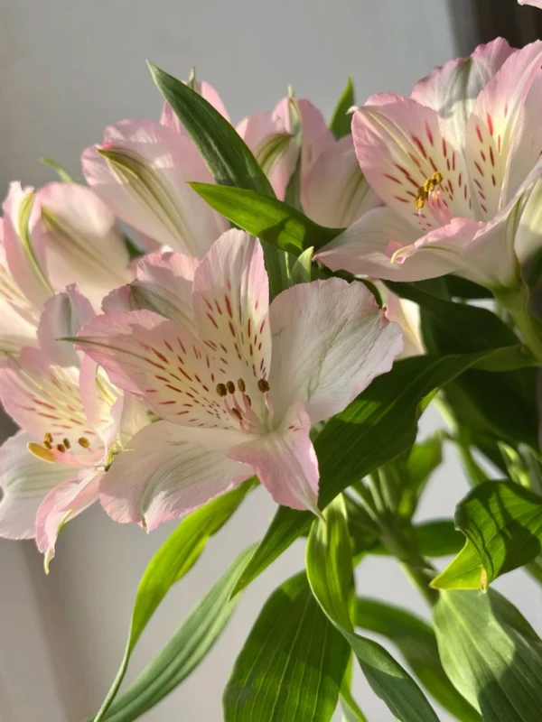 pink-alstroemeria-wholesale-bunch-001